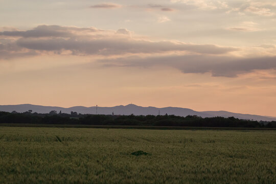 sunset over the wheat field mountain in a background