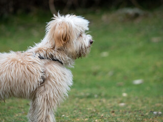 Side view of puppy standing in a rural scene