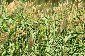 green grass background