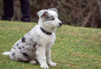 White puppy with black spots sitting looking away