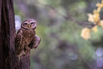 Spotted owl Basking in the morning