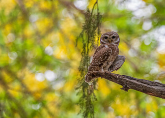 Spotted Owl sitting in a shade on a tree