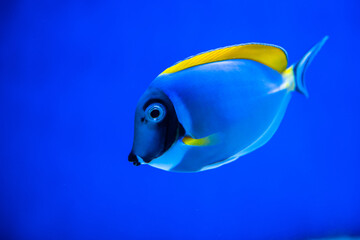 Emperor angelfish in blue water sea coral reef aquarium nature fish wild