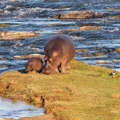 Hippopotamus with calf grazing on a river bank