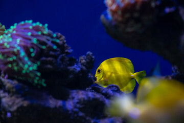 Aquarium sea yellow angel fish in anemonas wild life