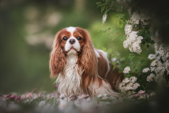 Serious Cavalier King Charles Spaniel sitting among white and pink wildflowers against the backdrop of a summer landscape and looking directly at the camera