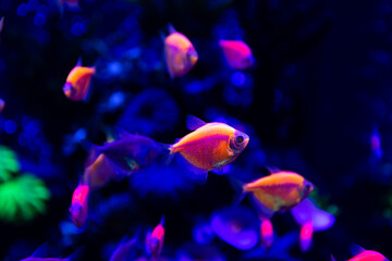 Nice neon glowfish in freshwater tank nature water color painted aquarium