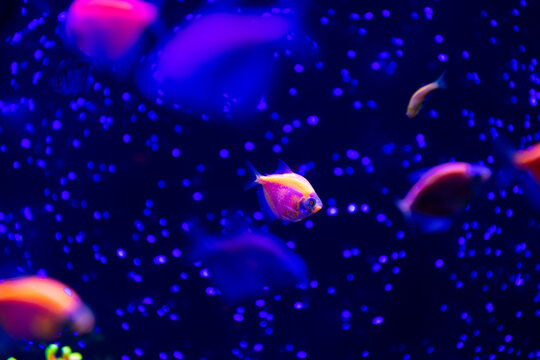 Nice neon glowfish in freshwater tank nature water color painted aquarium