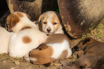 Puppies resting in a shade