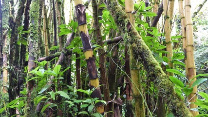 Jumble of Old and new Bamboo Growth, Island of Hawaii