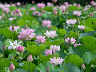 美しく咲いた蓮の花　7月