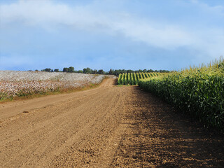 Fototapeta na wymiar Cotton and corn fields