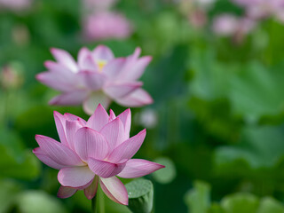 Obraz premium 美しく咲いた蓮の花 7月