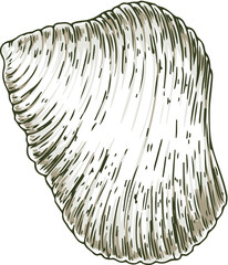 Ribbed White Seashell. Isolated on White Background. Vector Illustration