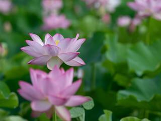 美しく咲いた蓮の花　7月