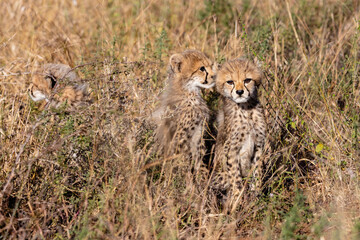 Cheetah cubs waiting for their mother to return from a hunt