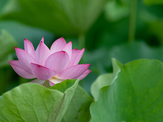 美しく咲いた蓮の花　7月