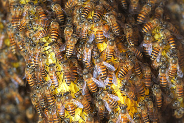 Honey Bees on bee hive in Thailand and Southeast Asia.