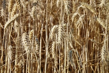 Fototapeta premium Yellow grain ready for harvest growing in a farm field: close up of a ripe ears of organic wheat in a field ready to be harvested