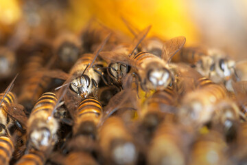 Honey Bees on bee hive in Thailand and Southeast Asia.