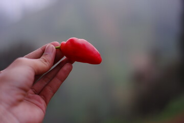 Tengger chili is a large red chili that grows in the highlands of the Bromo Tengger tribe. chili with a very spicy taste like cayenne pepper. farmer harvesting chili