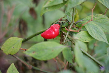 Tengger chili is a large red chili that grows in the highlands of the Bromo Tengger tribe. chili with a very spicy taste like cayenne pepper. farmer harvesting chili