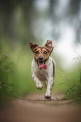 Funny jack russell terrier with his tongue hanging out running along the path among the field...