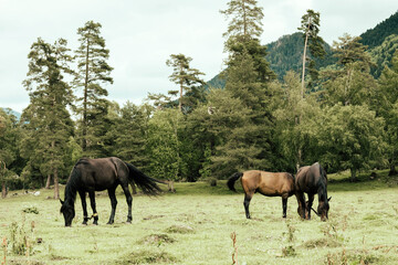 Horses graze in a meadow against the background of mountains.