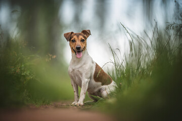 Funny jack russell terrier with his tongue hanging out sitting on a sandy path among green thickets against a background of lush summer landscape