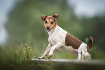 Funny Jack Russell Terrier standing with one paw on a railway track and looks directly at the camera