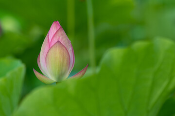 Fototapeta premium 蓮の花のつぼみ 7月