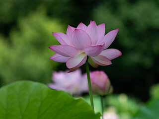 美しく咲いた蓮の花　7月