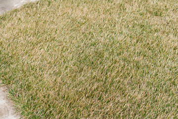 A combed and well-groomed lawn after winter