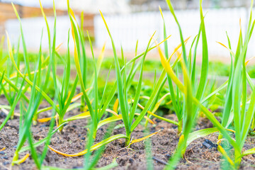 Young green homemade garlic growing in a home garden in spring