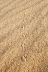 footprints in the sand in the desert in the summer