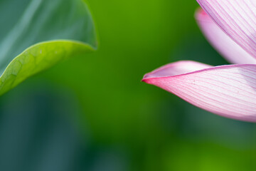 透明感のある蓮の花びら　7月