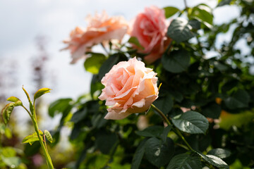 Rozwinięty kwiat róży w ogrodzie