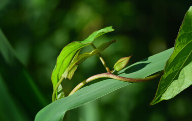 Close-up and close-up of a creeper that wraps around the leaf of a corn plant