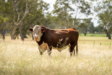 Stud Hereford bull standing on long grass in Australia. 