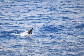Fototapeta premium Delfino che gioca saltando sulle onde del mare.