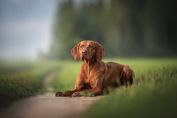 Hungarian vizsla lying on a path against the background of a forest at sunset