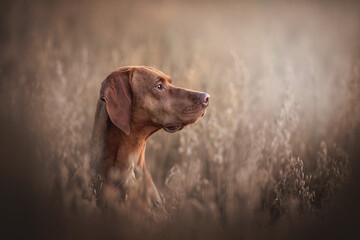 Hungarian vizsla looking into the distance in a field of oats at sunset