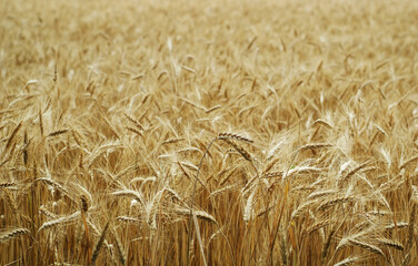 Golden ears of wheat in the field
