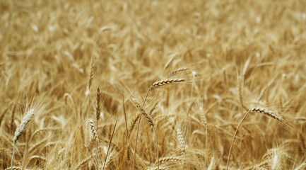 Golden ears of wheat in the field