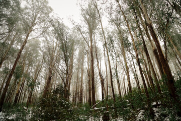 Fototapeta premium Beautiful Australian bush setting with snow and majestic gum trees. Winter at Mount Stirling, Victoria.