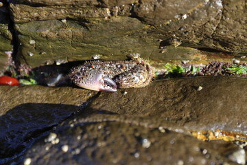 Un granchio favollo in attesa tra le rocce del mare.