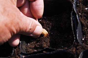 Cultivation and growth of bitter melon in the kitchen garden.