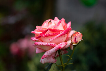Kwiat róży w domowym ogrodzie. 