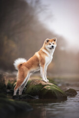 Naklejka na ściany i meble Female Akita inu standing on the rocks on the shore of the lake against the background of a winter sunset and snowless landscape