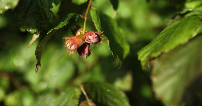 Hazelnuts are growing on the tree or bush, outdoor, autumn harvest.